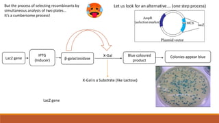 But the process of selecting recombinants by
simultaneous analysis of two plates…
It’s a cumbersome process!
Let us look for an alternative…. (one step process)
β-galactosidase
IPTG
(Inducer)
Blue coloured
product
Colonies appear blue
LacZ gene
X-Gal
LacZ gene
X-Gal is a Substrate (like Lactose)
 