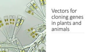 Vectors for
cloning genes
in plants and
animals
 