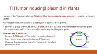 Ti (Tumor inducing) plasmid in Plants
In plants, the Tumour inducing (Ti) plasmid of Agrobacterium tumefaciens is used as a cloning
vector.
Agrobacterium tumefaciens is a pathogen of several dicot plants.
It delivers a piece of DNA known as T-DNA in the Ti plasmid which transforms normal plant
cells into tumour cells to produce chemicals required by pathogens.
How we use it as vector:
◦ Remove T-DNA region- This makes the vector disarmed
◦ Insert the gene of interest in disarmed Ti plasmid
◦ Unaware Agrobacterium, transfers our gene to the plant
genome instead.
 