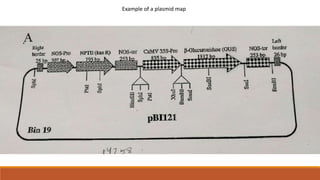 Example of a plasmid map
 