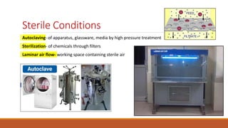 Sterile Conditions
Autoclaving- of apparatus, glassware, media by high pressure treatment
Sterilization- of chemicals through filters
Laminar air flow- working space containing sterile air
 