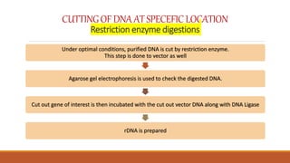 CUTTINGOF DNA AT SPECEFICLOCATION
Restriction enzyme digestions
Under optimal conditions, purified DNA is cut by restriction enzyme.
This step is done to vector as well
Agarose gel electrophoresis is used to check the digested DNA.
Cut out gene of interest is then incubated with the cut out vector DNA along with DNA Ligase
rDNA is prepared
 