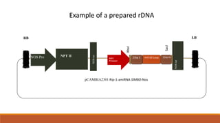 NPT II
RB LB
NOS Pro SlMBD2
RIP1
Promoter
NOS
ter
pCAMBIA2301 Rip-1-amiRNA SlMBD-Nos
XbaI
SacI
NOS
ter
21bp S 21bp AS
mir164 Loop
Example of a prepared rDNA
 