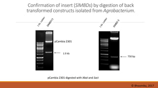 Confirmation of insert (SlMBDs) by digestion of back
transformed constructs isolated from Agrobacterium.
pCambia 2301 digested with XbaI and SacI
1.9 kb
750 bp
pCambia 2301
© Bhoomika, 2017
 