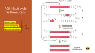 PCR : Each cycle
has three steps
(A) Denaturation
(B) Primer annealing
(C) Extension of primers
~30
cycles
 