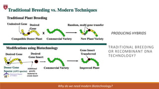 Why do we need modern Biotechnology?
PRODUCING HYBRIDS
TRADITIONAL BREEDING
OR RECOMBINANT DNA
TECHNOLOGY?
 