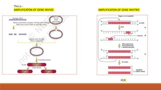 This is -
AMPLIFICATON OF GENE INVIVO AMPLIFICATON OF GENE INVITRO
PCR
 