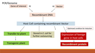 Gene of interest
Recombinant DNA
Host Cell containing recombinant Vector
PCR/Genome
Vector
Transfer to plant
Transgenic plant
Expression of foreign
gene in host cells
Optimized condition for Induction
RE RE
Stored in E. coli for
further outsourcing
 