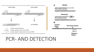 PCR- AND DETECTION
 