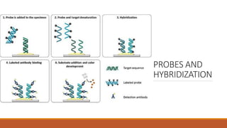 PROBES AND
HYBRIDIZATION
 