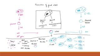 E. coli
Plasmid
Vector
 