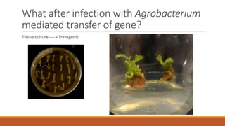 What after infection with Agrobacterium
mediated transfer of gene?
Tissue culture ----> Transgenic
 