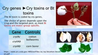 The Bt toxin is coded by cry genes.
The choice of genes depends upon the
crop and the targeted pest, as most Bt
toxins are insect-group specific.
Cry genes ►Cry toxins or Bt
toxins
https://www.ars.usda.gov/ARSUserFiles/oc/np/btcotton/btcott
on.pdf
Gene Controls
cryIAc cotton
bollworms
cryIIAb
cryIAb corn borer
 