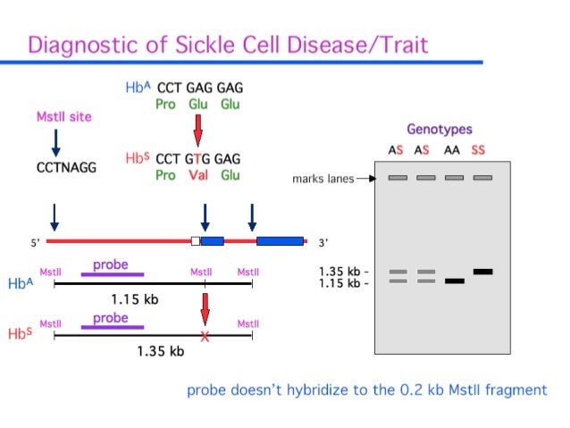 Biotech 2012 spring7_rflp_0