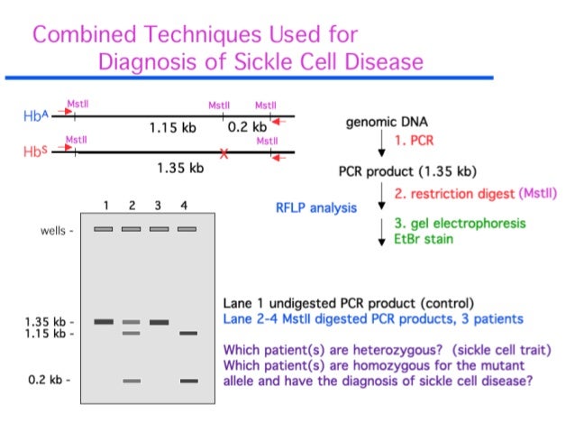 Biotech 2012 spring7_rflp_0