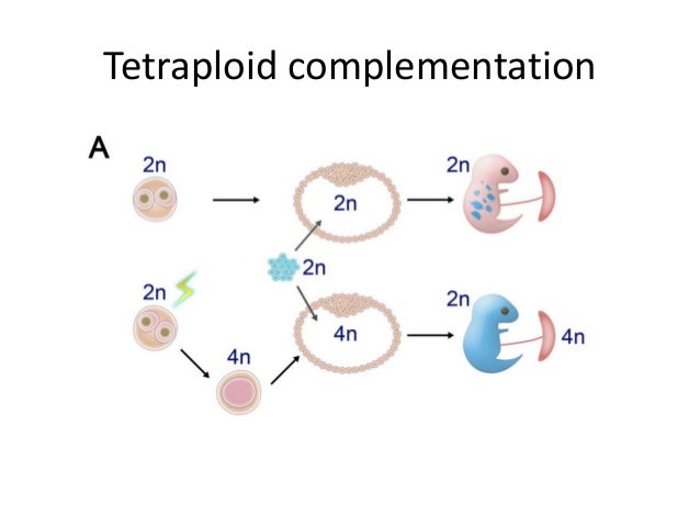 Biotech2012 spring 10_cloning
