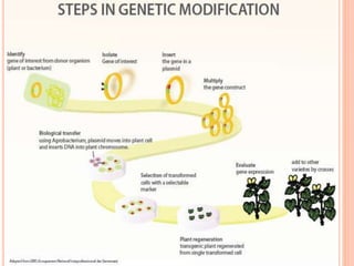 role of biotechnology in agriculture | PPTX