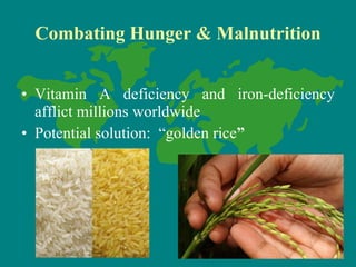 Hunger And Rice Visualisation Biotech and hunger | PPT