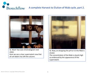 4Martin Hofmann Copyright ©Biotechflow 2018
3). Wash Two (see chromatogram next
slide).
Here we see a clear supernatant now that
all cell debris has left the column.
4). Now, on dropping the pH to 4.3 the Mab is
eluted.
The concentration of the Mab is clearly high
as evidenced by the appearance of the
supernatant.
A complete Harvest to Elution of Mab cycle, part 2.
 
