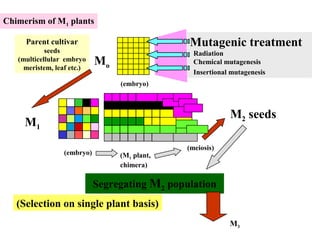 Plant Biotechnology and Food Security | PPT