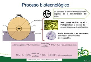 La cantidad y tipo de microorganismo
depende de la caracterización del
agua.
BACTERIAS HETERÓTROFAS:
Protagonista en el proceso de
descomposición y desnitrificación.
MICRORGANISMOS FILAMENTOSO
Eliminación contaminantes
biodegradables.
Fuente: (Schmitt, Garcia Cudinach, & Dalmau Soley, 2005).
Proceso biotecnológico
 