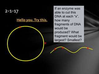 Hello you.Try this.Hello you.Try this.
2-1-17
If an enzyme was
able to cut this
DNA at each “x”,
how many
fragments of DNA
would be
produced? What
fragment would be
largest? Smallest?
x
x x x
x
 