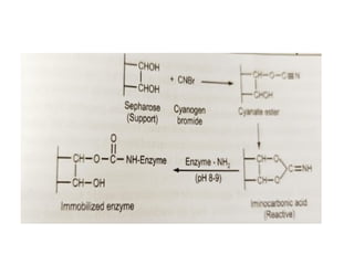 biotech lecture  immobilizer enzyme 2.pptx