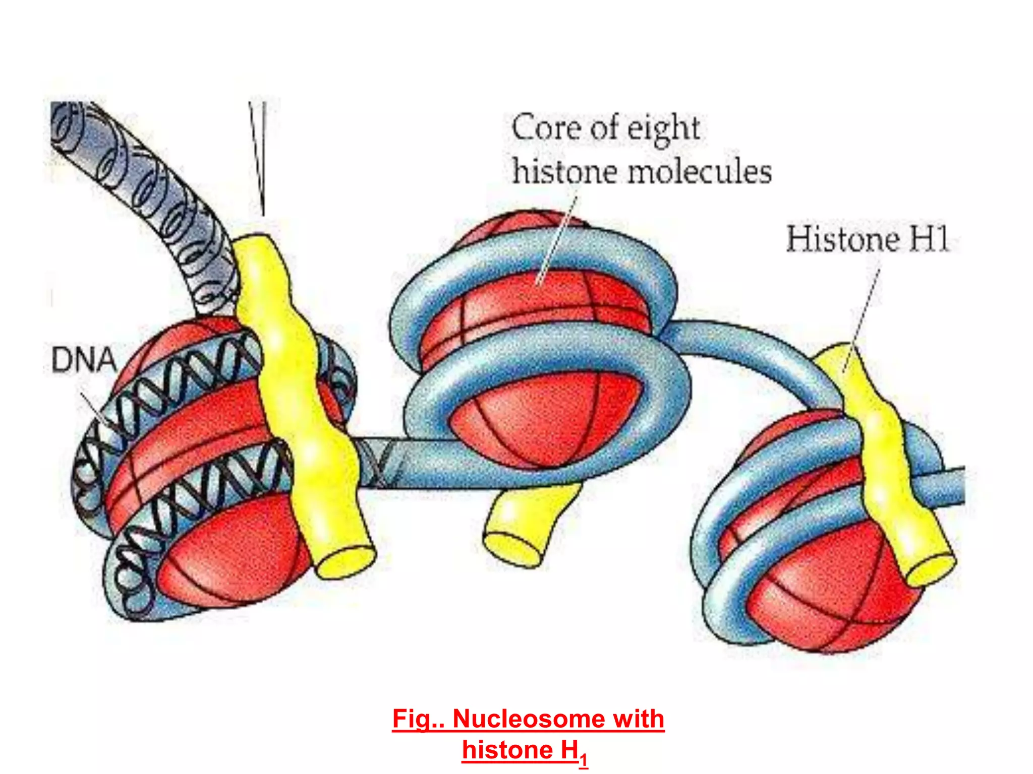 Fig.. Nucleosome with
histone H1

 