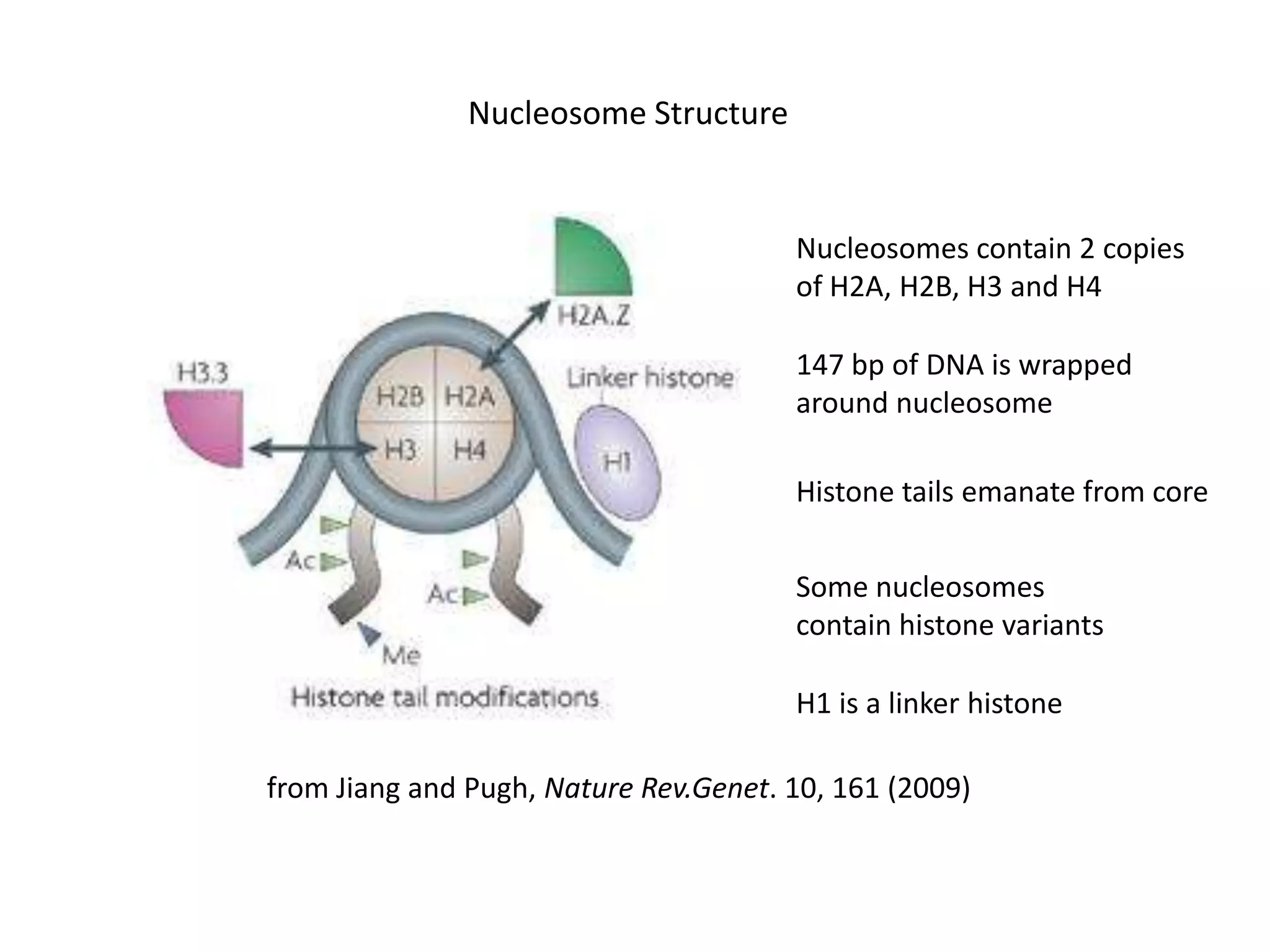 Nucleosome Structure

Nucleosomes contain 2 copies
of H2A, H2B, H3 and H4
147 bp of DNA is wrapped
around nucleosome
Histone tails emanate from core
Some nucleosomes
contain histone variants
H1 is a linker histone
from Jiang and Pugh, Nature Rev.Genet. 10, 161 (2009)

 