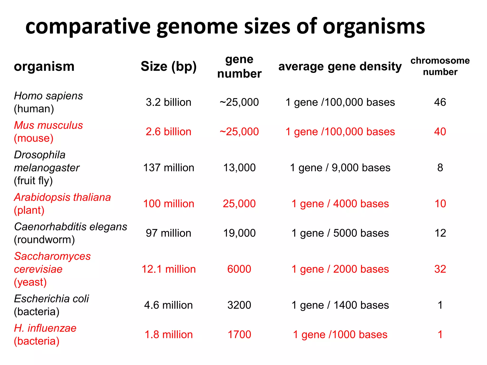 comparative genome sizes of organisms
Size (bp)

gene
number

average gene density

chromosome
number

Homo sapiens
(human)

3.2 billion

~25,000

1 gene /100,000 bases

46

Mus musculus
(mouse)

2.6 billion

~25,000

1 gene /100,000 bases

40

Drosophila
melanogaster
(fruit fly)

137 million

13,000

1 gene / 9,000 bases

8

Arabidopsis thaliana
(plant)

100 million

25,000

1 gene / 4000 bases

10

Caenorhabditis elegans
(roundworm)

97 million

19,000

1 gene / 5000 bases

12

Saccharomyces
cerevisiae
(yeast)

12.1 million

6000

1 gene / 2000 bases

32

Escherichia coli
(bacteria)

4.6 million

3200

1 gene / 1400 bases

1

H. influenzae
(bacteria)

1.8 million

1700

1 gene /1000 bases

1

organism

 