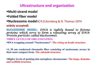 Ultrastructure and organization
Multi-strand model
Folded fiber model
Nucleosome model-( R.D.Kornberg & O. Thomas-1974
widely accepted)
NUCLEOSOME MODEL: DNA is tightly bound to histone

proteins which serve to form a repeating array of DNAProtein particles called nucleosomes.
THREE LEVELS OF ORGANIZATION:
DNA wrapping around “Nucleosomes”- The string on beads structure.
A 30 nm condensed chromatin fiber consisting of nucleosome arrays in
their most compact form- The solenoid structure.
Higher levels of packing into metaphase chromosome- The loops, domains
and scaffold structure.

 