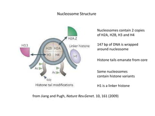 Nucleosome Structure

Nucleosomes contain 2 copies
of H2A, H2B, H3 and H4
147 bp of DNA is wrapped
around nucleosome
Histone tails emanate from core
Some nucleosomes
contain histone variants
H1 is a linker histone
from Jiang and Pugh, Nature Rev.Genet. 10, 161 (2009)

 