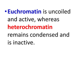 •Euchromatin is uncoiled
and active, whereas
heterochromatin
remains condensed and
is inactive.

 