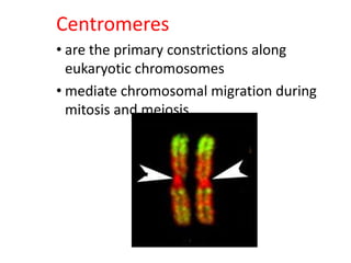 Centromeres
• are the primary constrictions along
eukaryotic chromosomes
• mediate chromosomal migration during
mitosis and meiosis

 