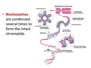 • Nucleosomes
are condensed
several times to
form the intact
chromatids.

 