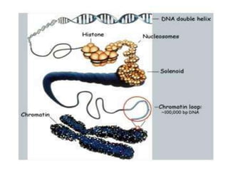 •Euchromatin is uncoiled
and active, whereas
heterochromatin
remains condensed and
is inactive.

 