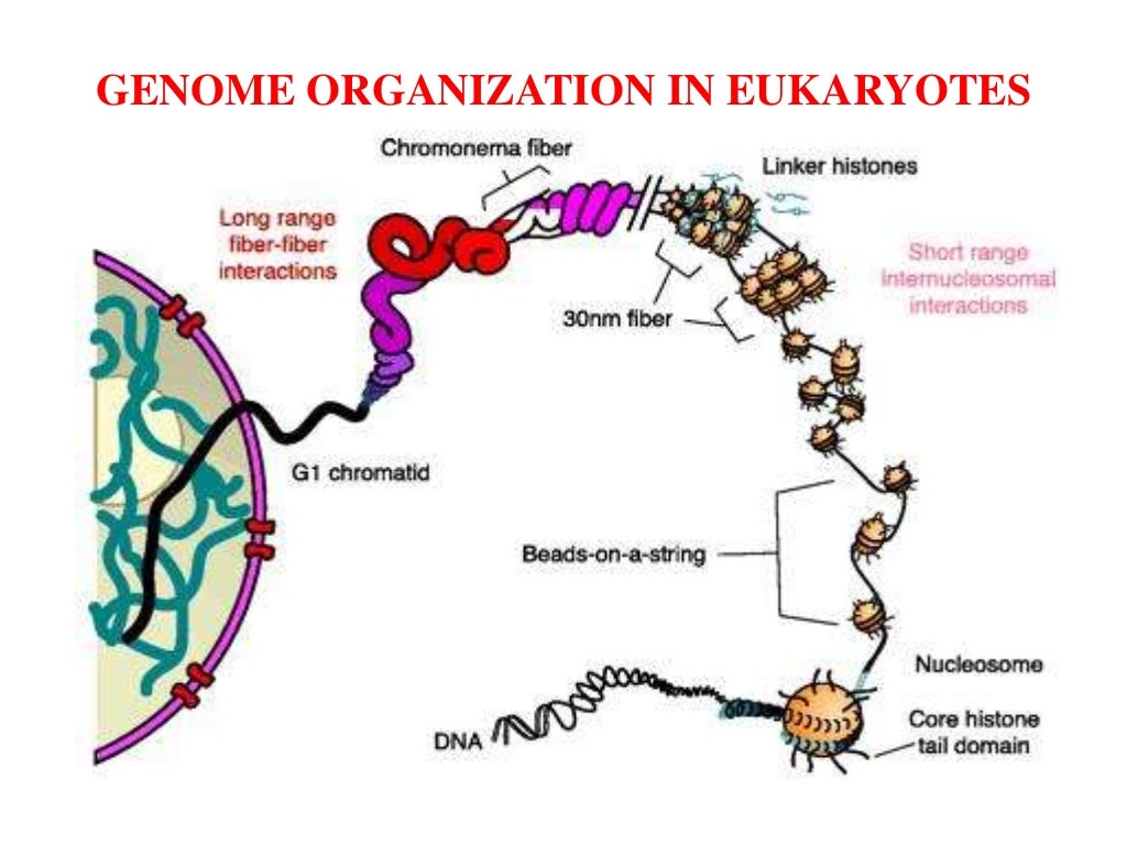 GENOME ORGANISATION IN EUKARYOTES