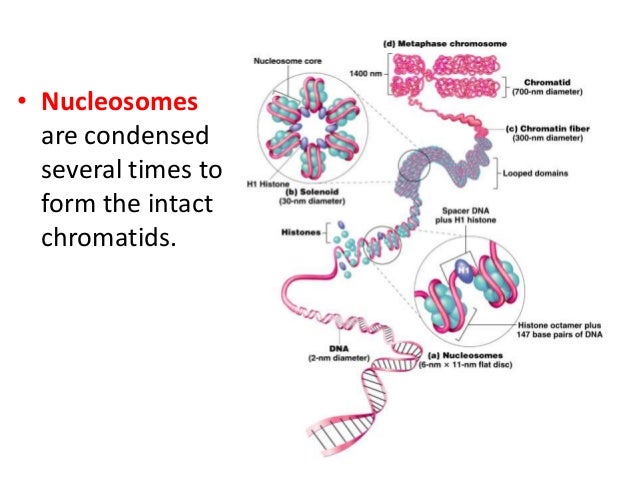 Genome Organisation In Eukaryotes