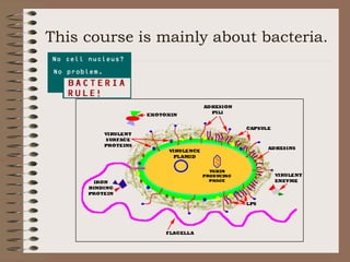 This course is mainly about bacteria.
 