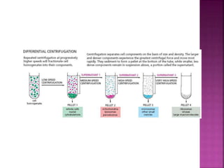 Bio Techniques: Centrifugation | PPTX