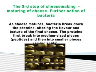 The 3rd step of cheesemaking –
maturing of cheese. Further action of
bacteria
As cheese matures, bacteria break down
the proteins, altering the flavour and
texture of the final cheese. The proteins
first break into medium-sized pieces
(peptides) and then into smaller pieces
(amino acids).
 