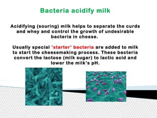 Bacteria acidify milk
Acidifying (souring) milk helps to separate the curds
and whey and control the growth of undesirable
bacteria in cheese.
Usually special ‘starter’ bacteria are added to milk
to start the cheesemaking process. These bacteria
convert the lactose (milk sugar) to lactic acid and
lower the milk’s pH.
 