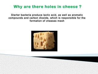 Why are there holes in cheese ?
Starter bacteria produce lactic acid, as well as aromatic
compounds and carbon dioxide, which is responsible for the
formation of cheeses mesh
 