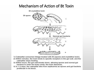 Mechanism of Action of Bt Toxin
 