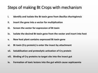 i. Identify and Isolate the Bt toxin gene from Bacillus thuringiensis
ii. Insert the gene into a vector for multiplication
iii. Screen the vector for expression of Bt toxin
iv. Isolate the desired Bt toxin gene from the vector and insert into host
v. New host plant contains expressed Bt toxin gene
vi. Bt toxin (Cry protein) is enter the insect by attachment
vii. Solubilisation and proteolytic activation of Cry protein
viii. Binding of Cry proteins to target site into the insect gut
ix. Formation of toxic lesions into the gut which cause septicaemia
Steps of making Bt Crops with mechanism
 
