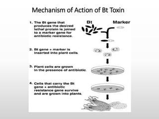 Mechanism of Action of Bt Toxin
 