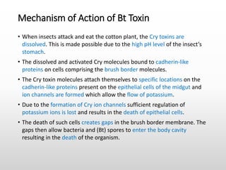 • When insects attack and eat the cotton plant, the Cry toxins are
dissolved. This is made possible due to the high pH level of the insect’s
stomach.
• The dissolved and activated Cry molecules bound to cadherin-like
proteins on cells comprising the brush border molecules.
• The Cry toxin molecules attach themselves to specific locations on the
cadherin-like proteins present on the epithelial cells of the midgut and
ion channels are formed which allow the flow of potassium.
• Due to the formation of Cry ion channels sufficient regulation of
potassium ions is lost and results in the death of epithelial cells.
• The death of such cells creates gaps in the brush border membrane. The
gaps then allow bacteria and (Bt) spores to enter the body cavity
resulting in the death of the organism.
Mechanism of Action of Bt Toxin
 