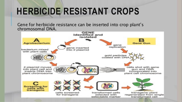 glyphosate resistance glyphosate resistance