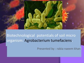 Biotechnological potentials of soil micro
organism: Agrobacterium tumefaciens.
Presented by : rabia naeem khan
 