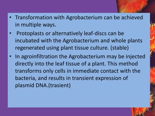 agro bacterium tumefaciens | PDF